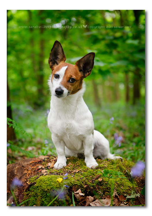 Dog photoshoot woodland Doncaster