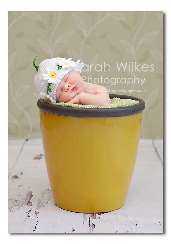 Newborn in a plant pot