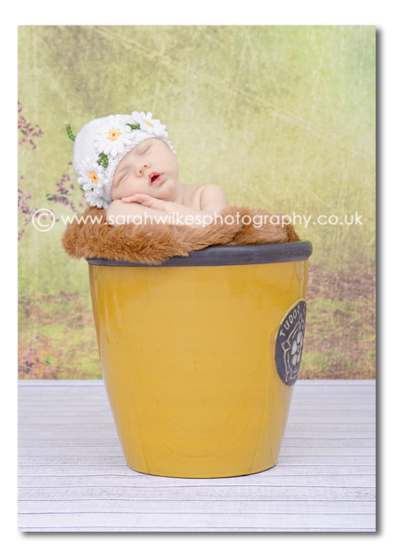 Newborn photo shoot in plant pot